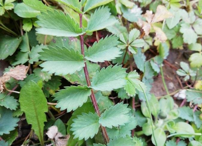 Feuillage de petite pimprenelle - Sanguisorba minor