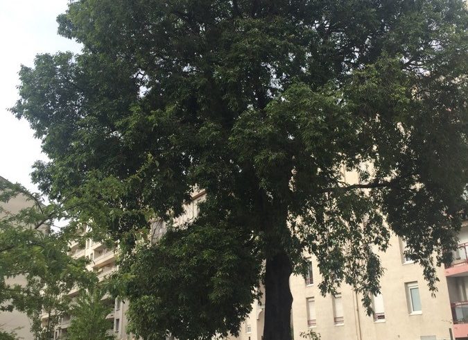 Micocoulier de Provence - Celtis australis