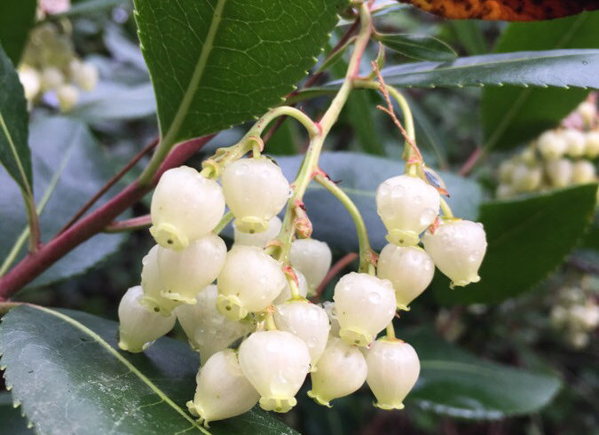 Fleurs d'arbousier - Arbutus unedo