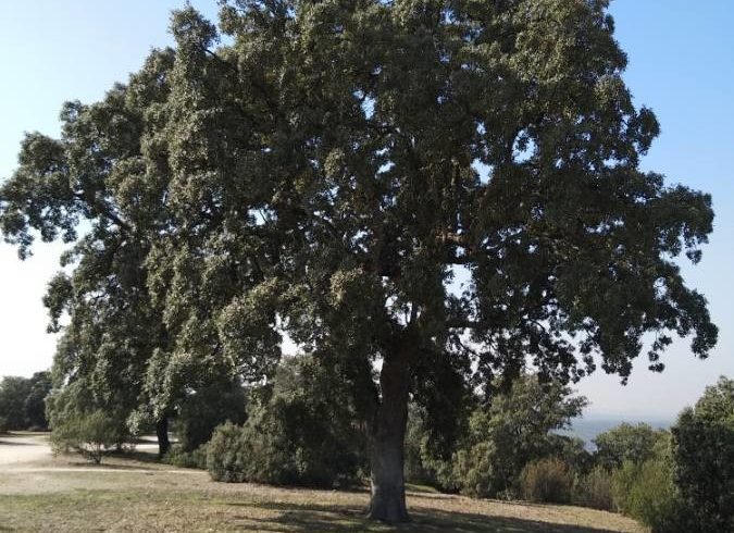 Chêne vert - Quercus ilex