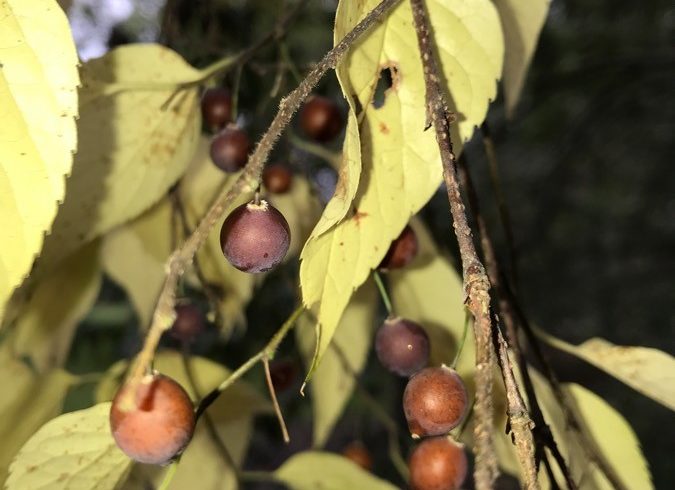 Les micocoules - Celtis australis