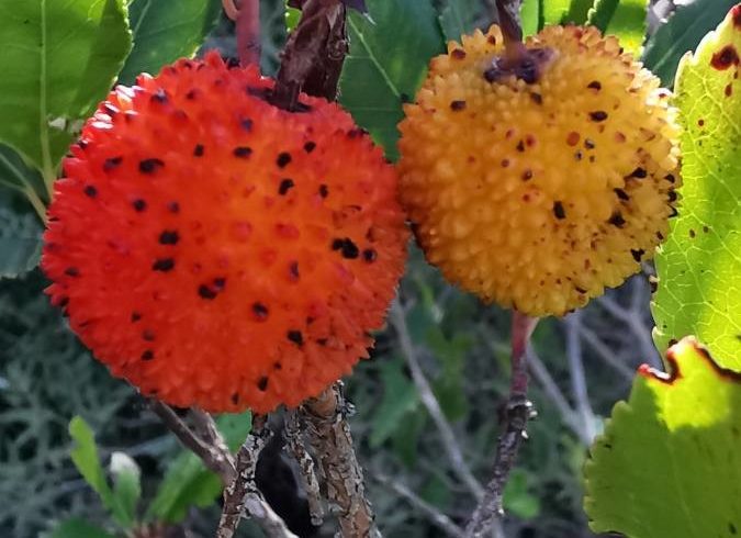 Les arbouses, rouges à maturité - Arbutus unedo