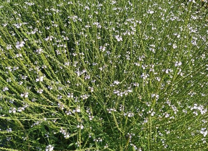 Verveine officinale - Verbena officinalis