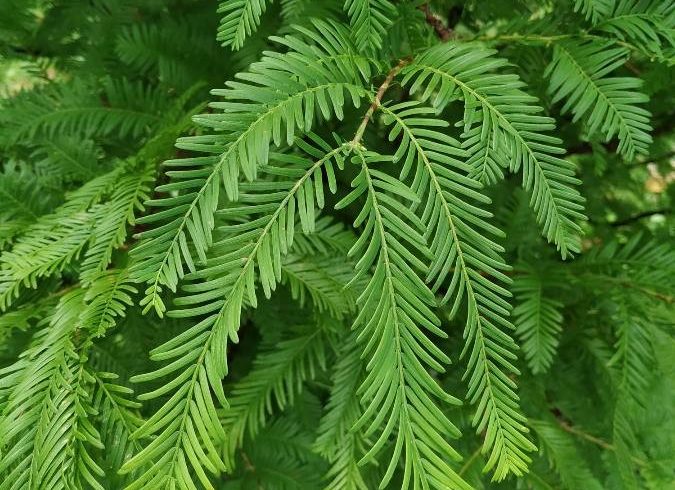 Feuillage du sapin d'eau - Métaséquoia glyptostroboides