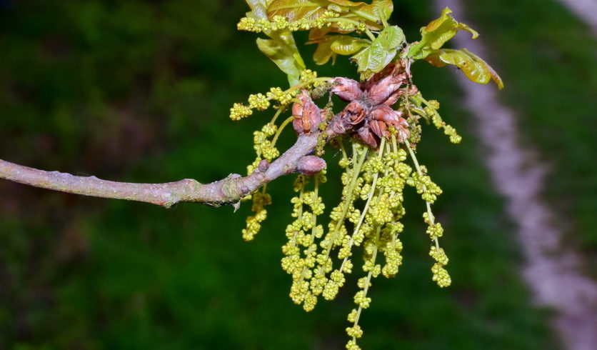 Inflorescences mâles du chêne pédonculé - Quercus robur