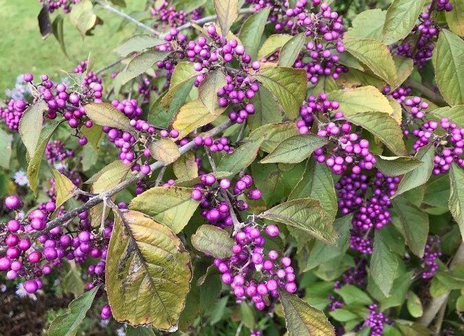 Fruits de l'arbre aux bonbons - Callicarpa bodinieri