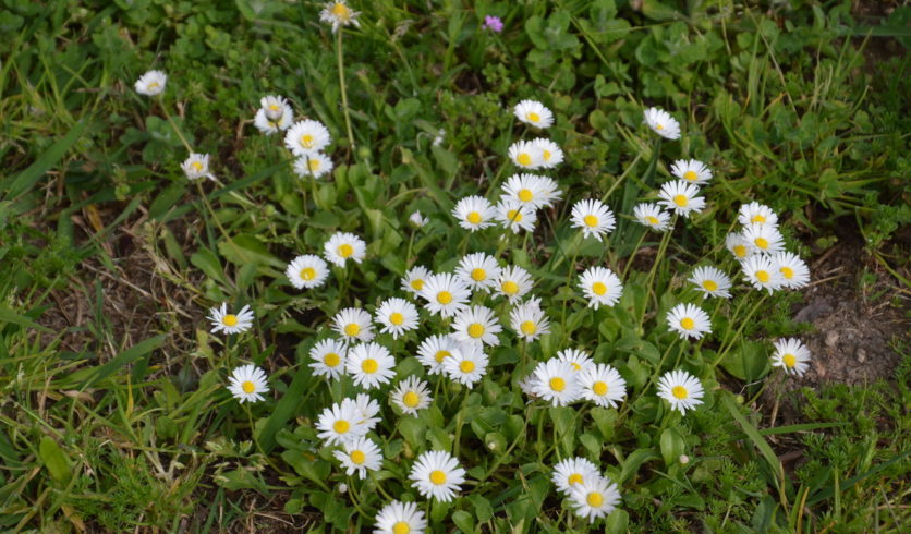Pâquerette - Bellis perennis