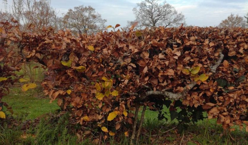 Haie de hêtre commun à l'automne - Fagus sylvatica