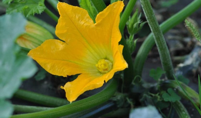 Fleur de courge - Cucurbita pepo