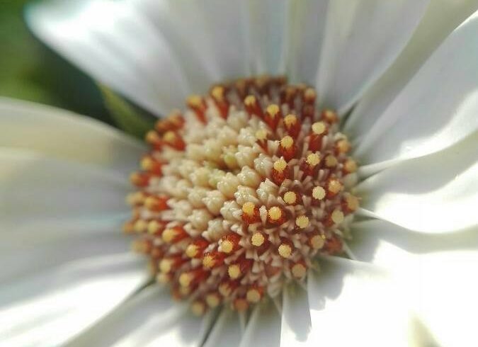 Pâquerette en graines - Bellis perennis