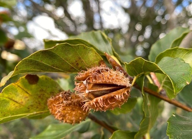 Fruits du hêtre commun - Fagus sylvatica