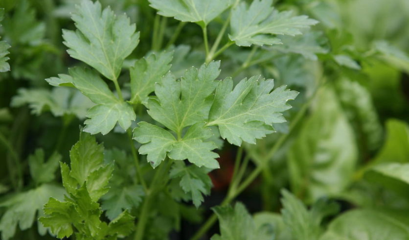 Feuillage de persil plat - Petroselinum crispum