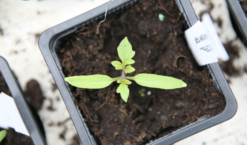 Jeune pousse de tomate - Solanum lycopersicum