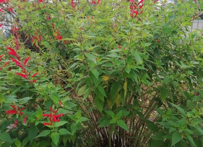 Sauge ananas - Salvia elegans