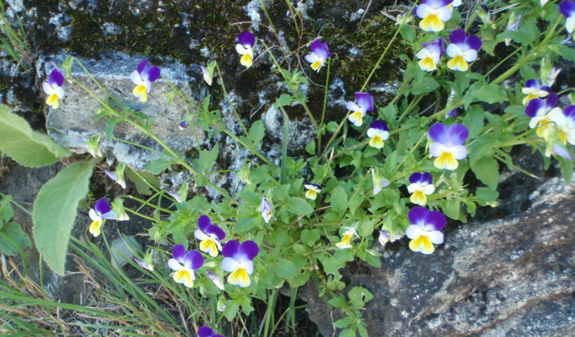 Pensée sauvage - Viola tricolor