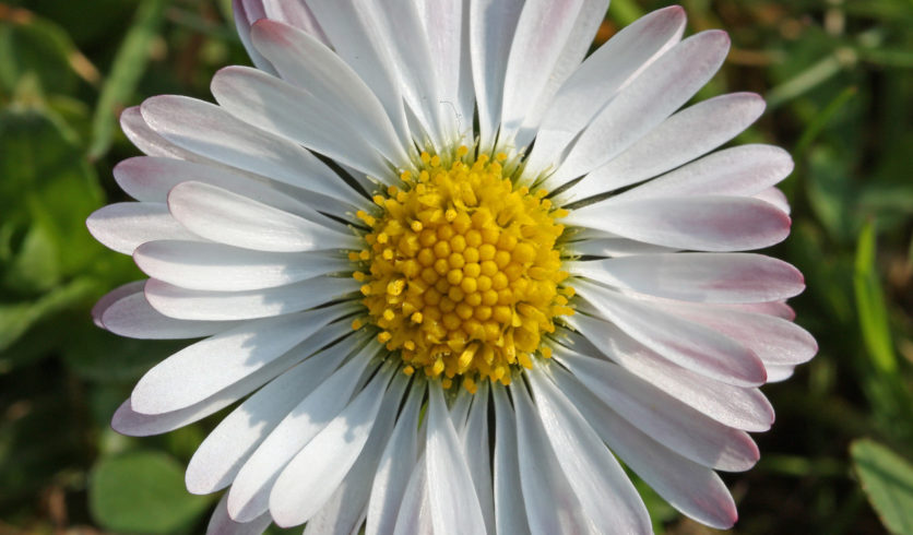 Inflorescence de pâquerette - Bellis perennis