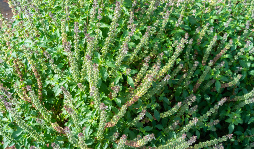 Basilic cannelle - Ocimum basilicum 'Cinnamon'
