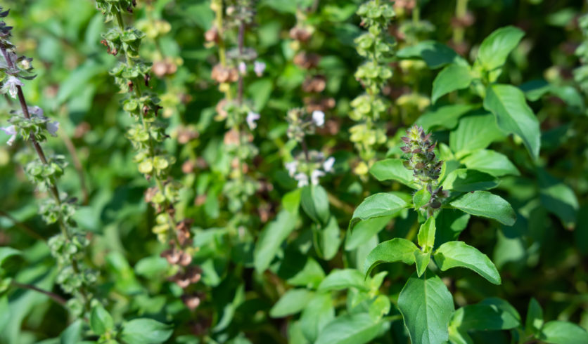 Feuilles de basilic cannelle - Ocimum basilicum 'Cinnamon'