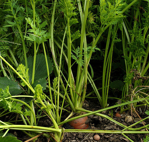Carotte cultivée - Daucus carota sativus