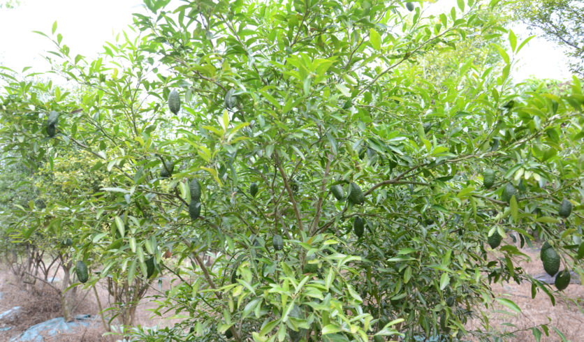 Citron caviar - Citrus australasica