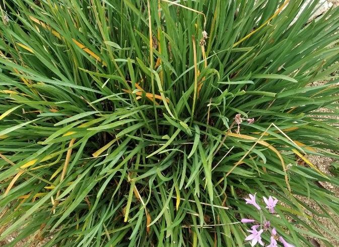 Feuillage de tulbaghie violacée - Tulbaghia violacea