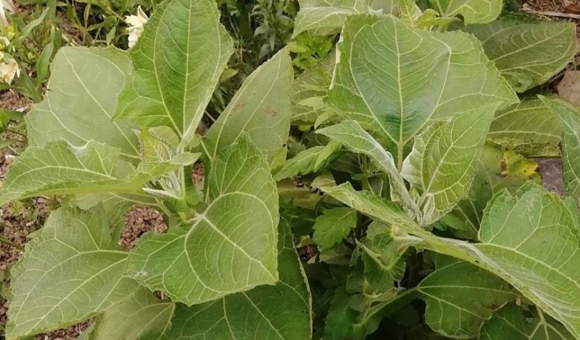 Feuillage de la poire de terre - Smallanthus sonchifolius
