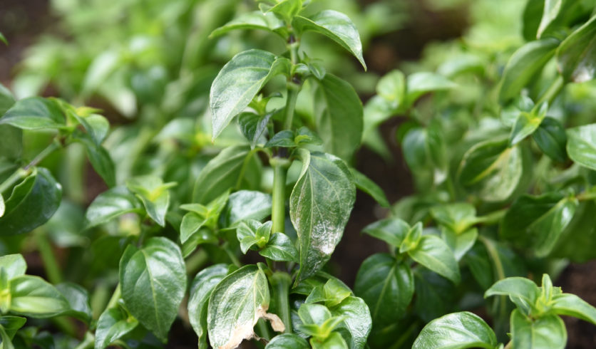 Plante champignon - Rungia klossii