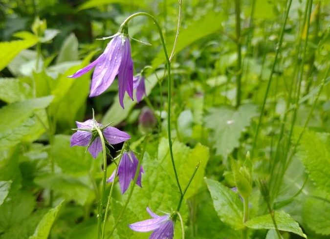 Campanule étalée - Campanula patula