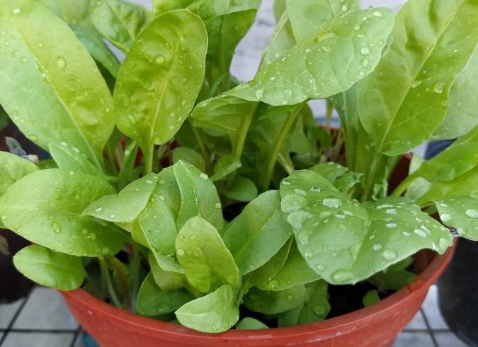 Épinard cultivé en pot - Spinacia oleracea