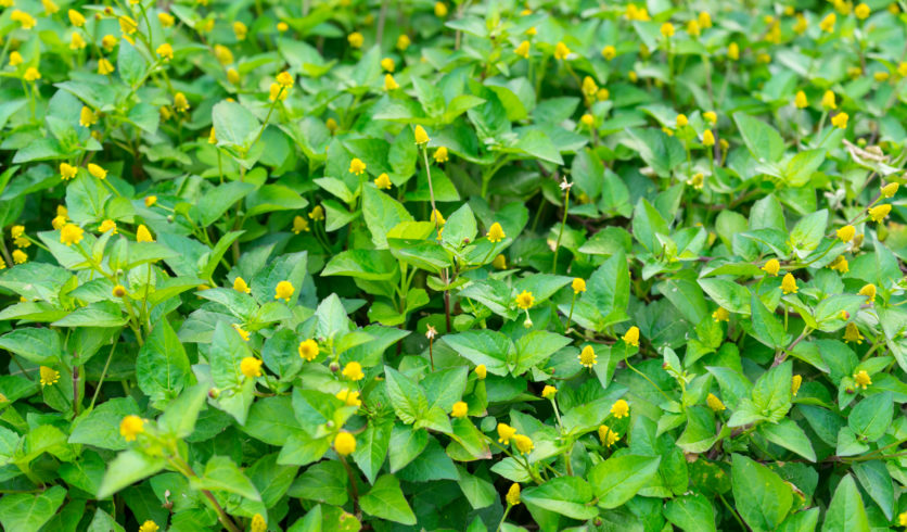 Cresson de Para - Acmella oleracea