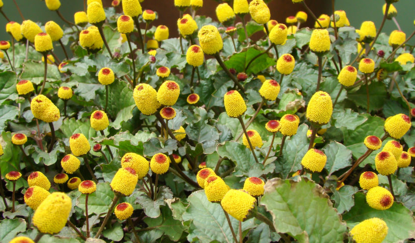 Inflorescences du cresson de Para - Acmella oleracea