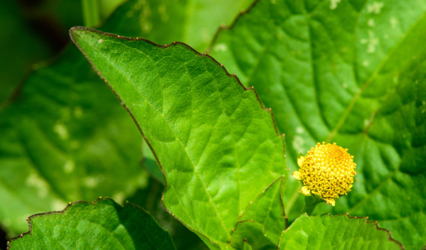 Feuille de cresson de Para - Acmella oleracea
