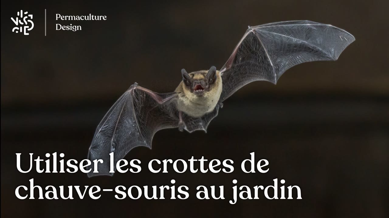Crotte de chauvesouris et utilisation au jardin