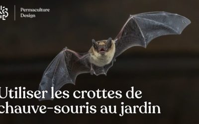 Crotte de chauve-souris et utilisation au jardin