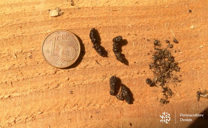 Gros plan sur des crottes de chauve-souris, très friables car contenant de nombreux fragments de carapaces d’insectes très riches en minéraux, azote notamment!