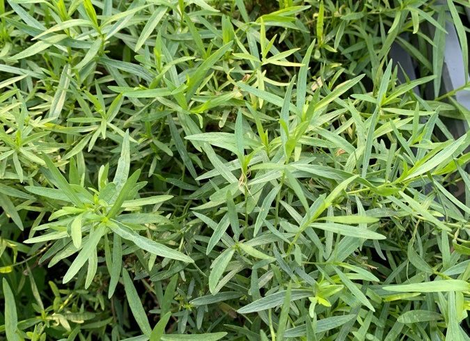 Feuillage d'estragon - Artemisia dracunculus