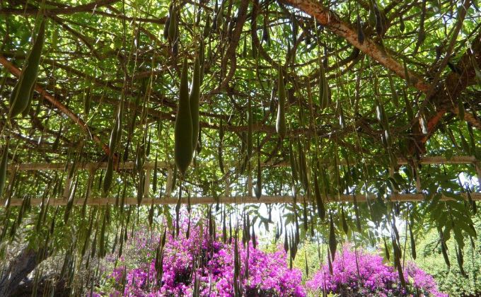 Une abondance de gousses suit la floraison de la glycine.