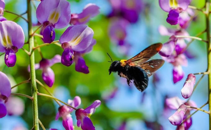 Gros plan sur de magnifiques fleurs de glycine qui attirent un grand nombre de pollinisateurs et notamment des hyménoptères !