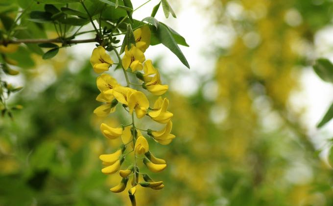 Fleurs jaune en grappe de la cytise à ne pas confondre avec de la glycine (wisteria) !