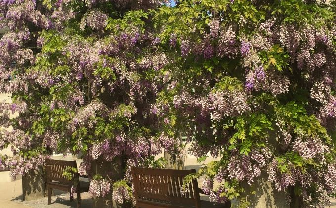 Liane très vigoureuse, la glycine peut vite couvrir de grandes surfaces et créer de magnifiques tableaux paysagers.