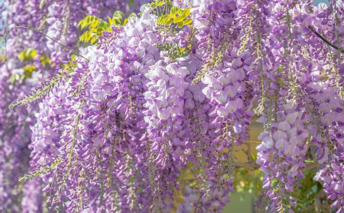 Exemple de glycine de Chine, Wisteria sinensis, en pleine floraison diffusant un parfum délicieux.