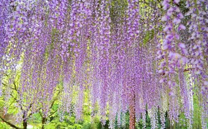 Exemple de glycine du Japon, Wisteria floribunda, à la floraison plus tardive et moins odorante que celle de Chine.