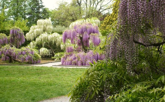 En arrière plan, exemple de glycines (wisteria) conduites en arbres pour un rendu du plus bel effet !