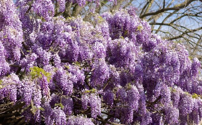 La taille de la glycine (wisteria) est recommandée mais pas obligatoire.