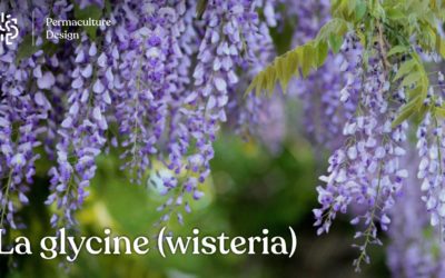 La glycine (Wisteria) : plantation, taille, bouture, culture en pot