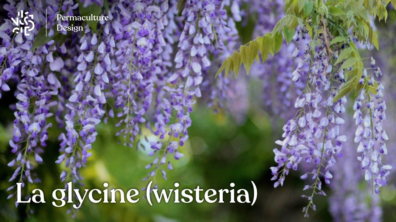 Vous rêvez d’installer une glycine ou wisteria dans votre jardin ? Plantation, taille, bouture, culture en pots, découvrez tous nos conseils.