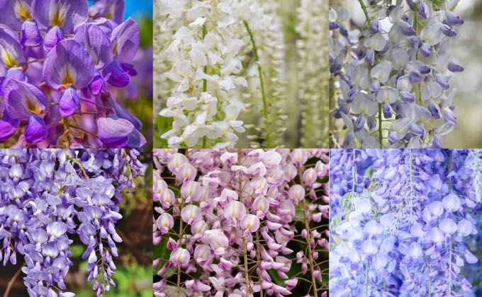 La glycine nous offre un éventail de tons et couleurs possibles avec des floraisons tellement belles qu’il serait dommage de s’en priver !