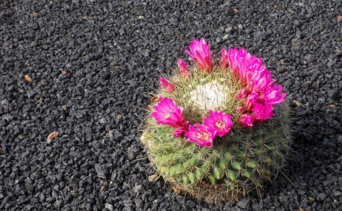 Cactus paillé à la pouzzolane noire, une roche légère et poreuse d’origine volcanique.