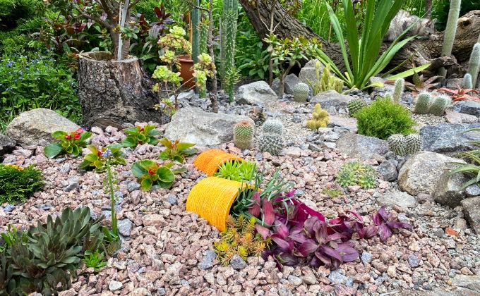 Zone de jardin avec paillage minéral de graviers divers, idéal notamment pour les plantes grasses aussi appelées succulentes.