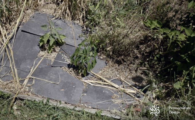 Expérimentation de paillage d’ardoise autour de plants d’aubergine et de poivron chez Romain pour profiter de la chaleur accumulée par l’ardoise aux pieds de ces légumes.